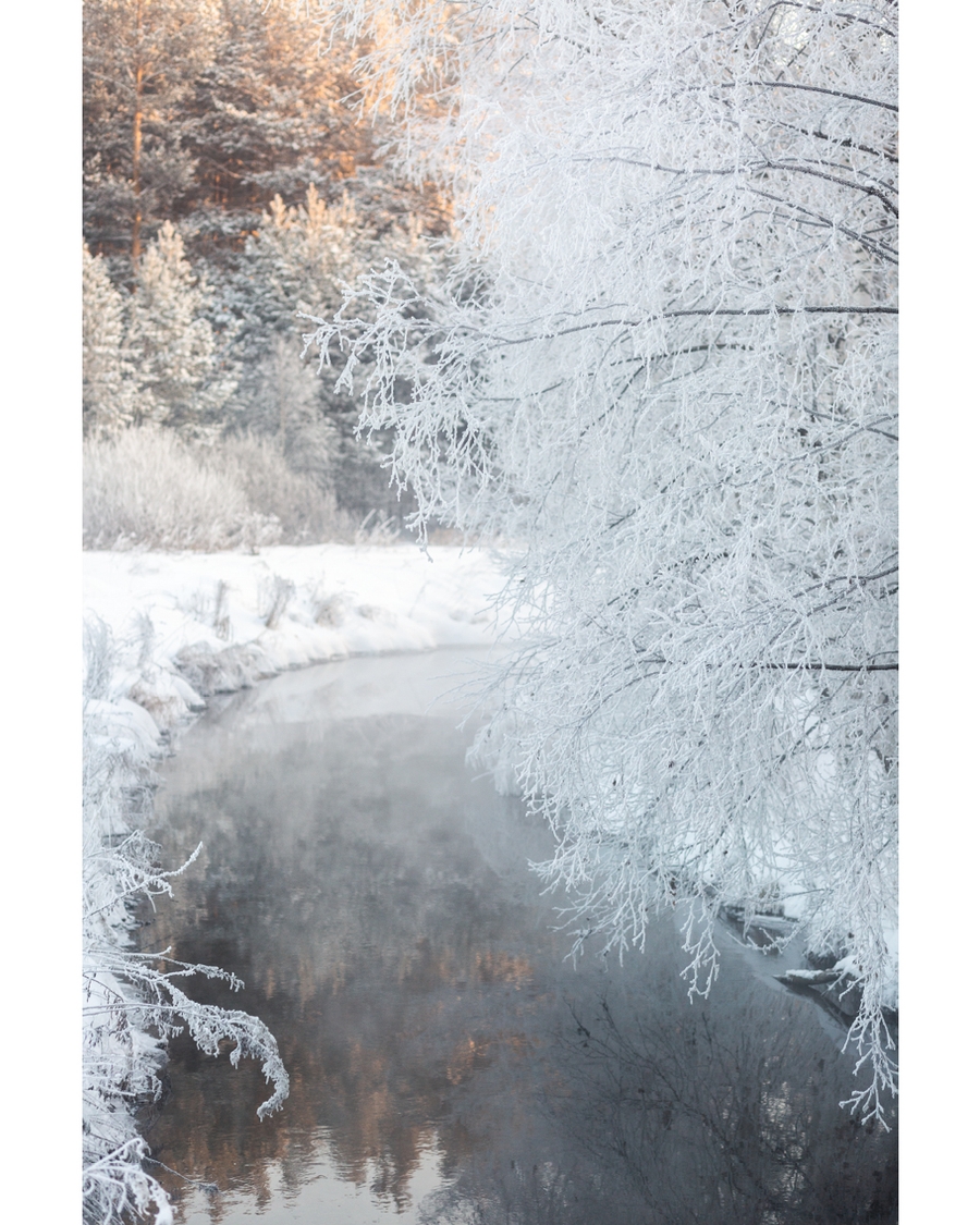 Frost covered trees beside quiet winter stream