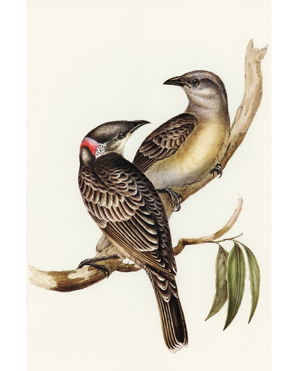 Illustrated birds sitting together on tree branch