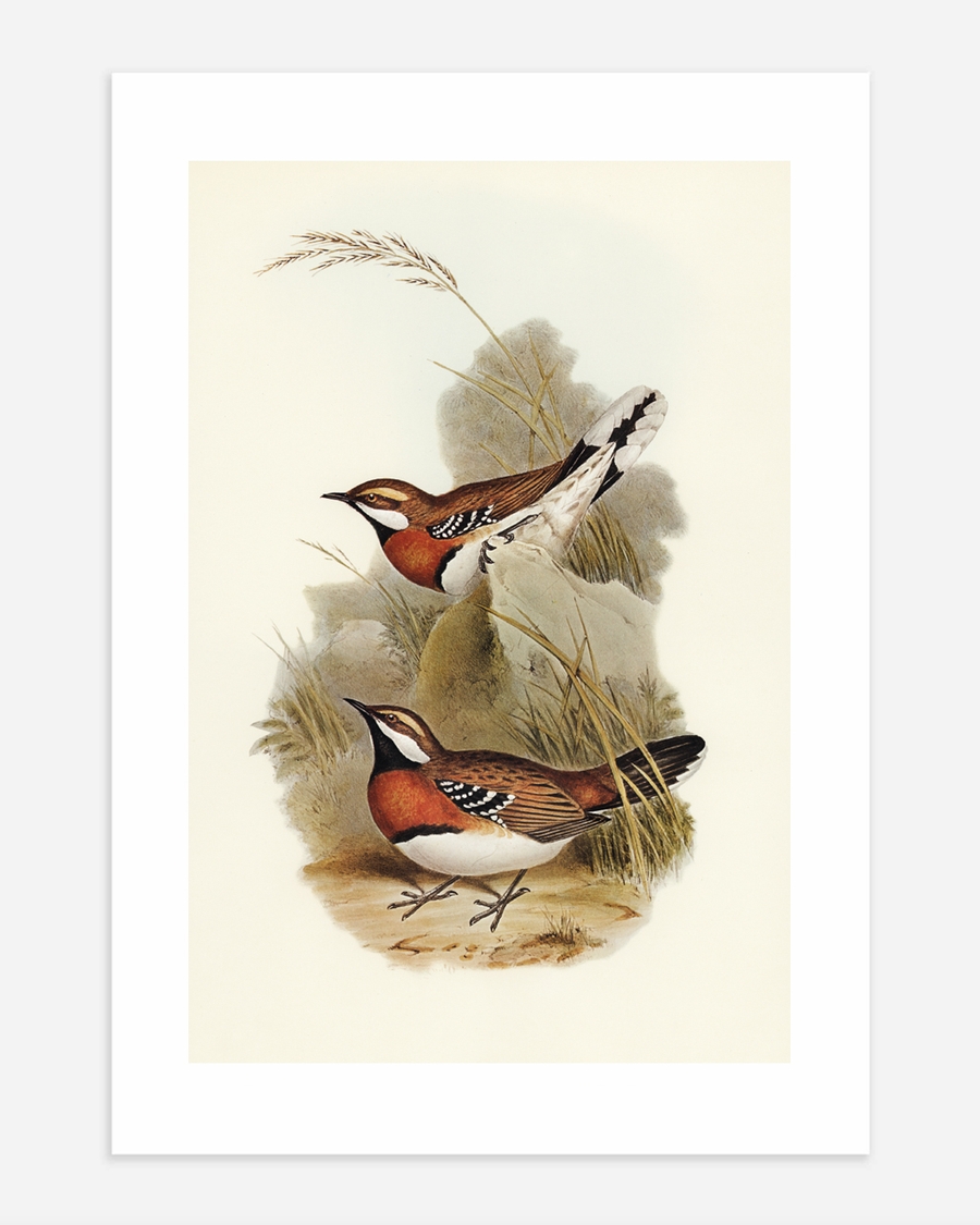 A poster of a Illustrated birds standing and flying in natural setting