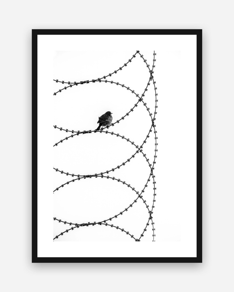 Perched on Steel poster with a white border in a black frame