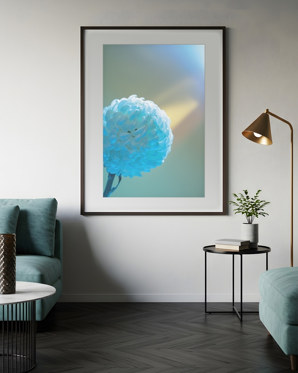 A poster of a Close up blue chrysanthemum flower with soft light background