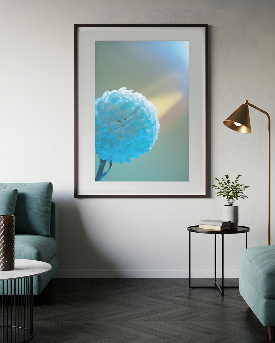 A poster of a Close up blue chrysanthemum flower with soft light background