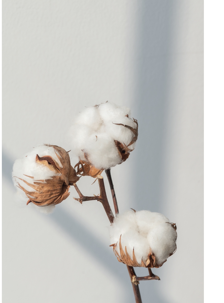 Cotton branches with soft light on neutral background