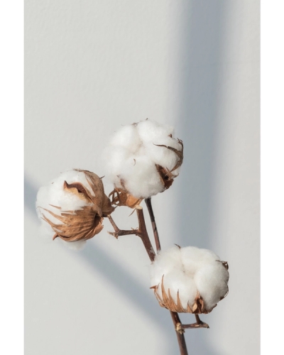 Cotton branches with soft light on neutral background