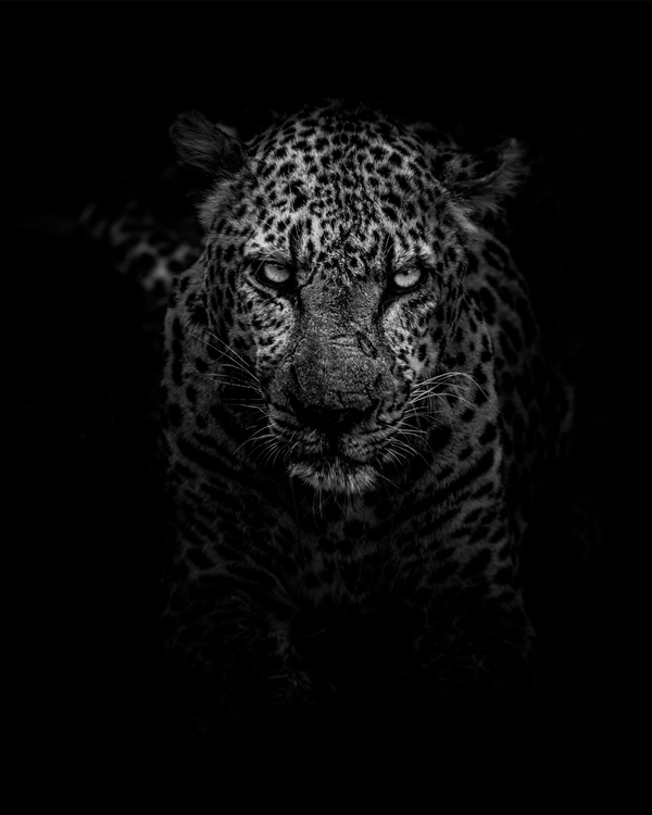 Black-and-white leopard portrait with intense eyes in dark background