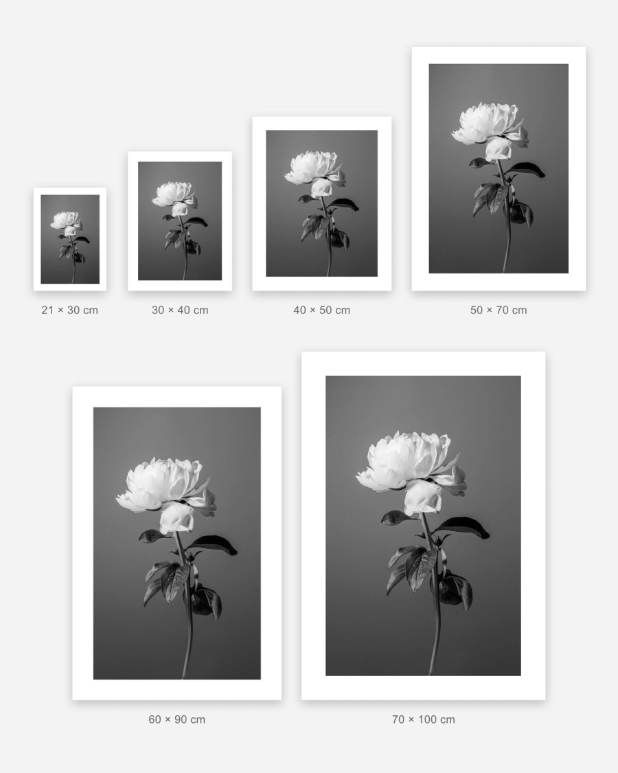 Peony in Gray poster in 6 sizes, shown to scale: 21 × 30, 30 × 40, 40 × 50, 50 × 70, 60 × 90 and 70 × 100 cm