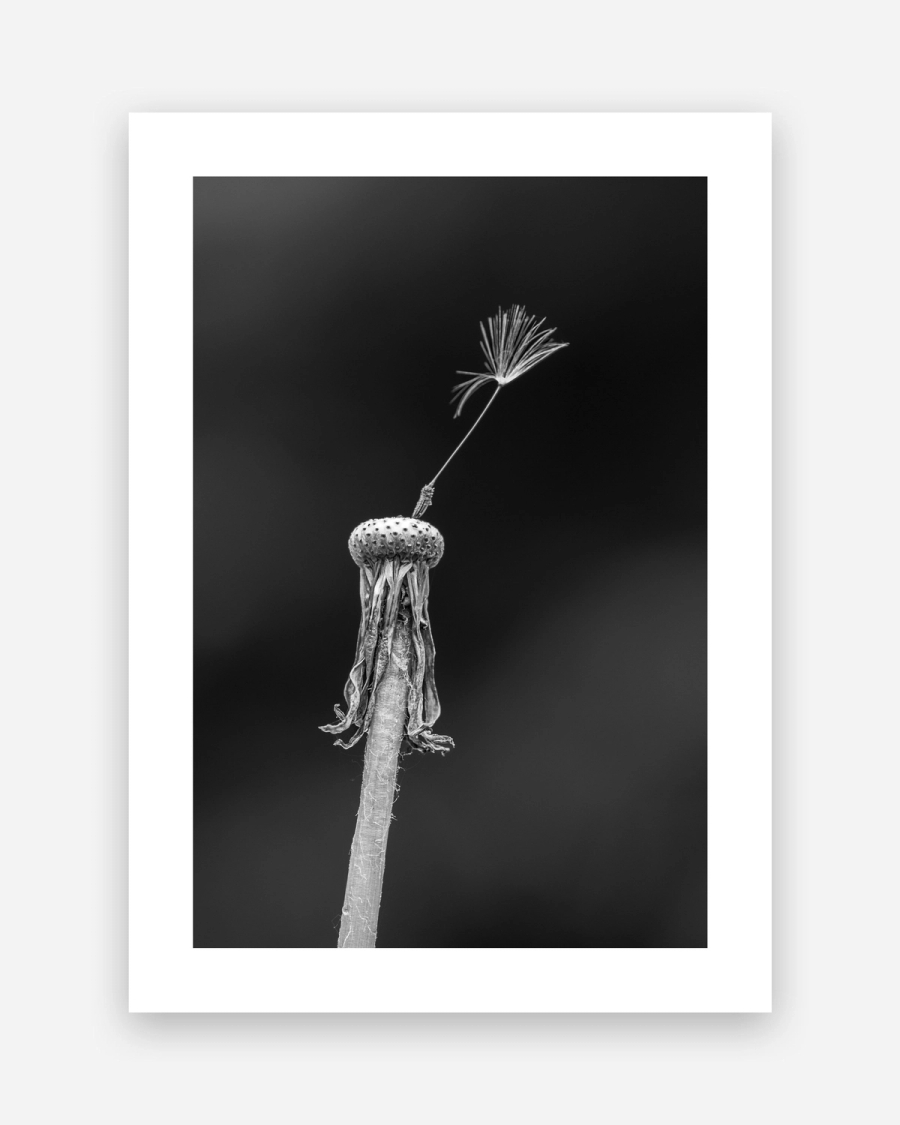 The Last Seed poster with a white border, unframed on a light gray background
