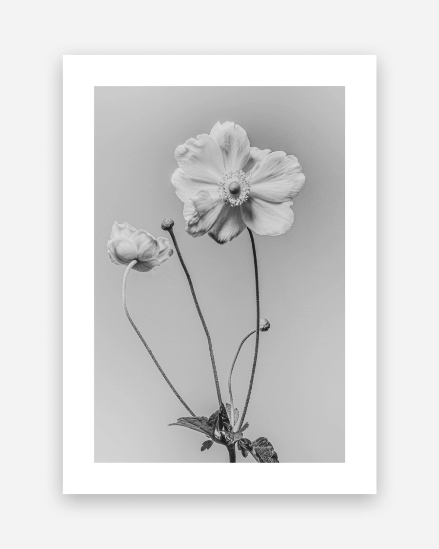 Anemone in Silver poster with a white border, unframed on a light gray background