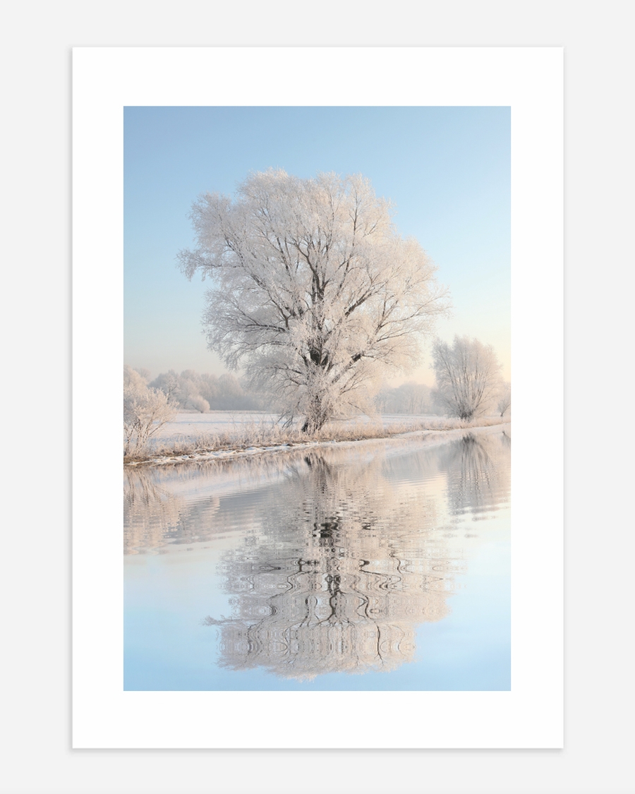 A poster of a Frost covered tree reflected in calm winter water