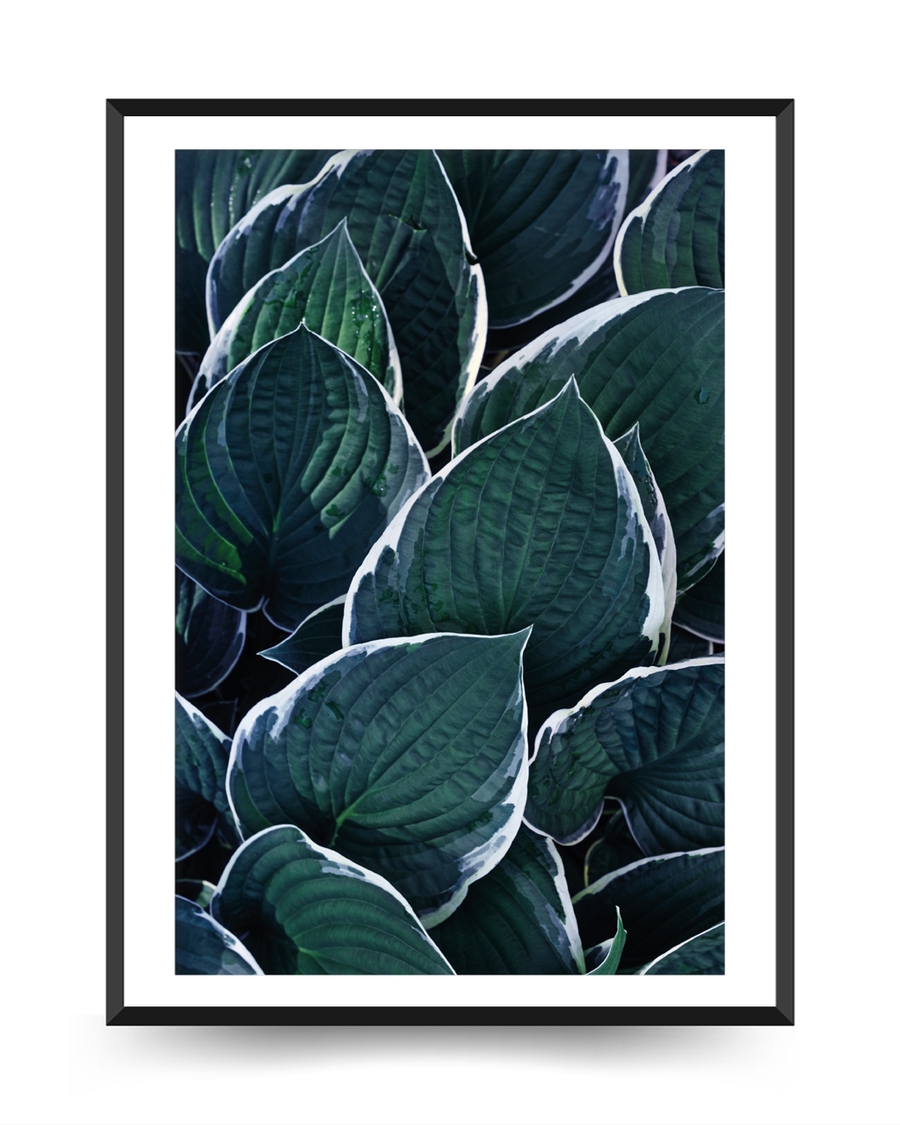 A poster of a Close‑up deep green leaves with soft texture