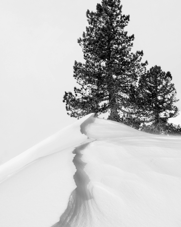Black and white photo of dark pine trees above a wind-carved snowdrift under a pale sky