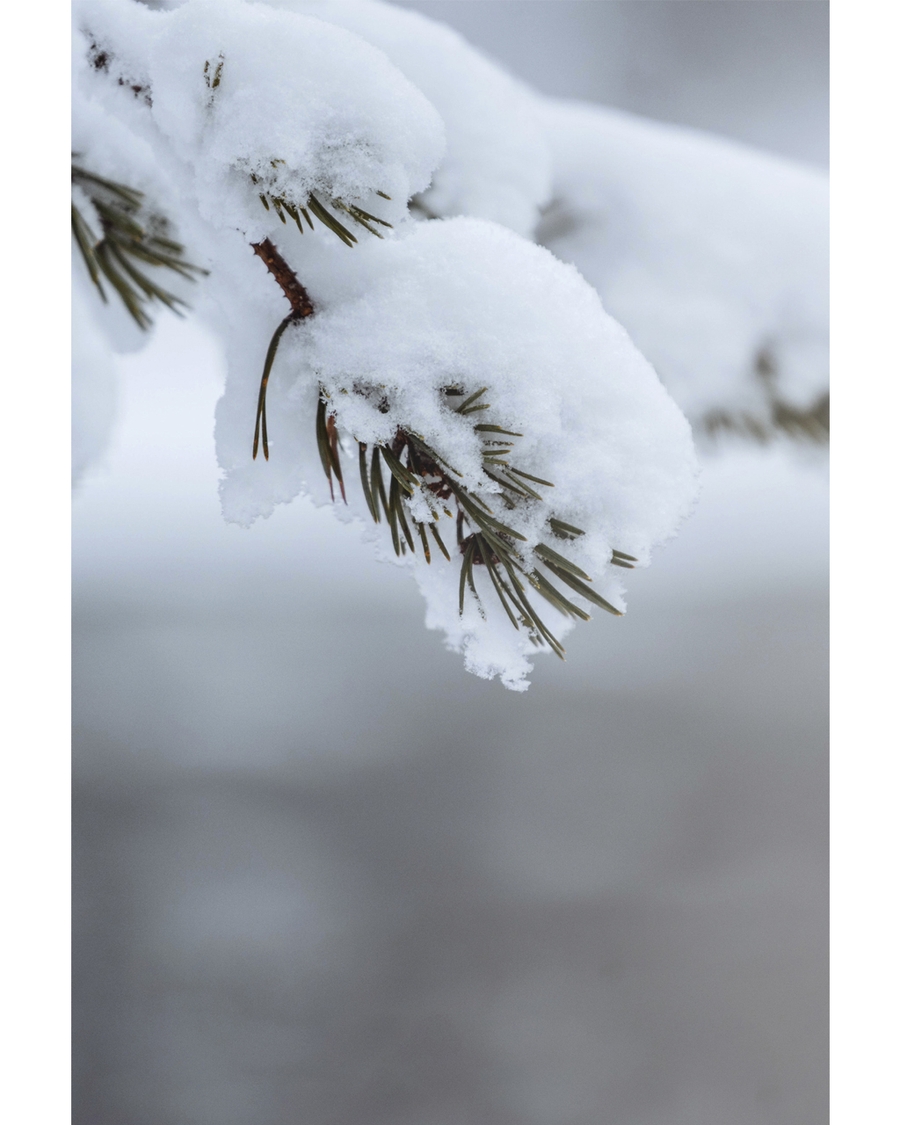 Snow covered pine branch in soft winter light