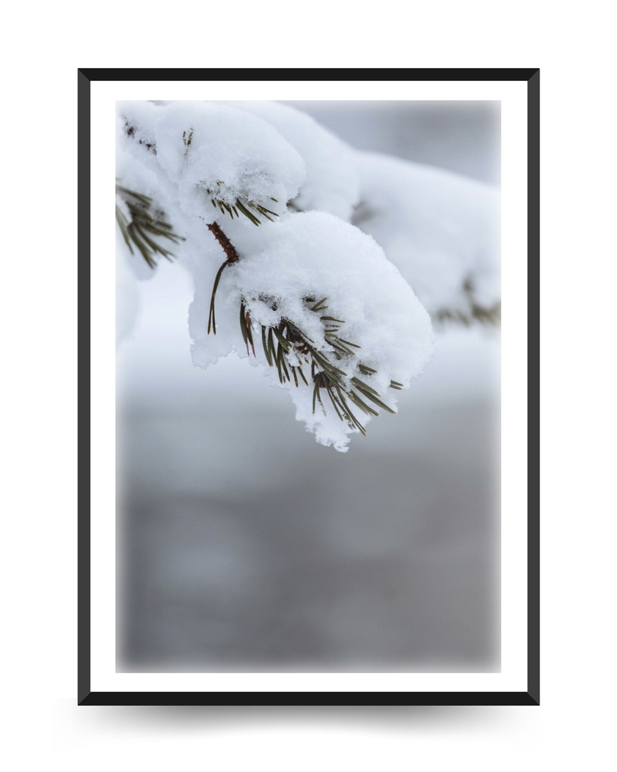 A poster of a Snow covered pine branch in soft winter light