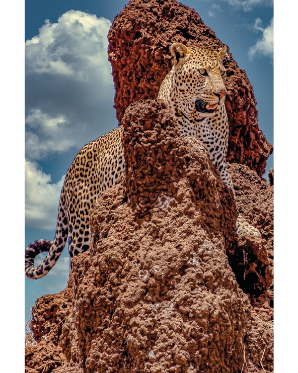 Leopard standing on rugged rocks under sky