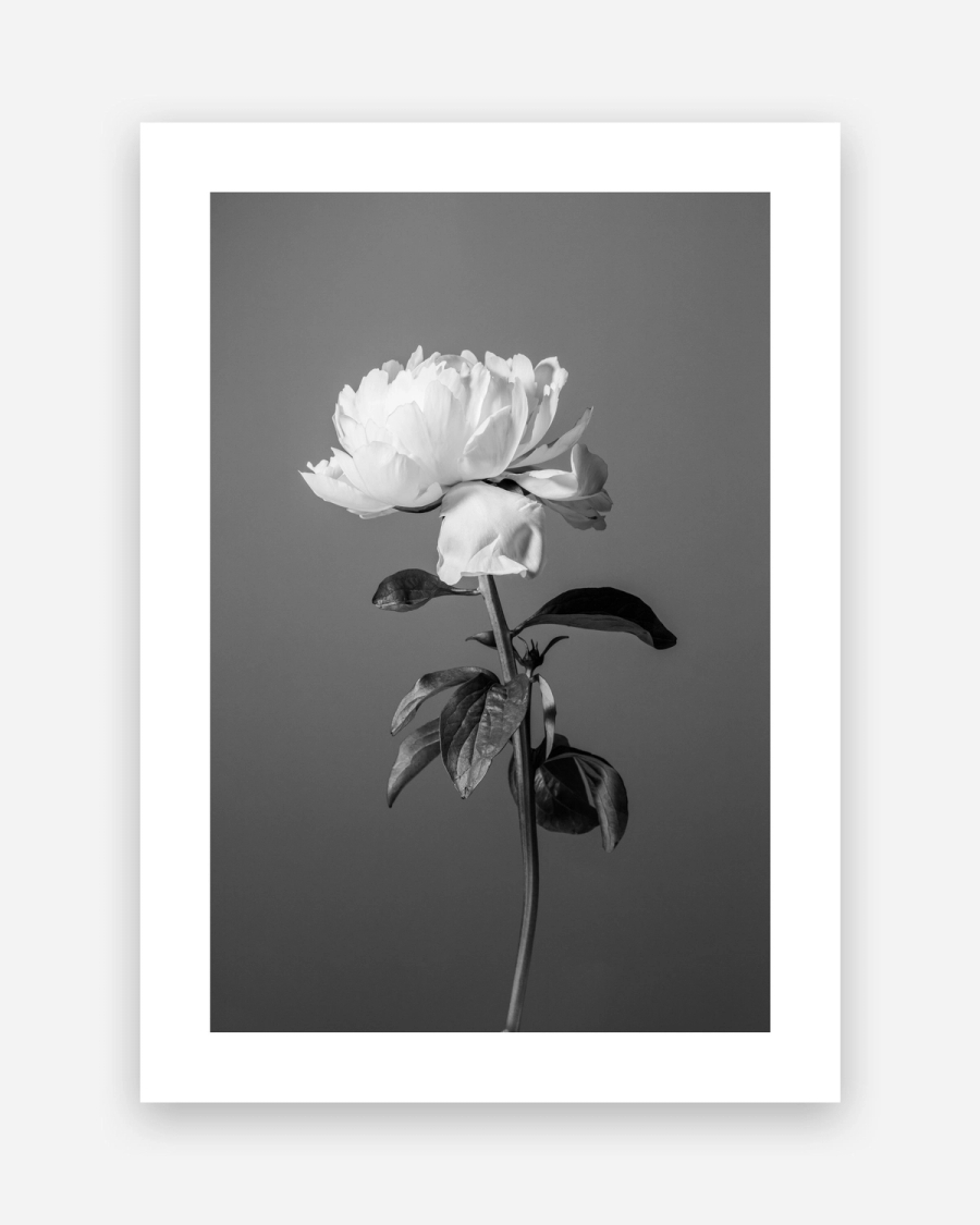 Peony in Gray poster with a white border, unframed on a light gray background