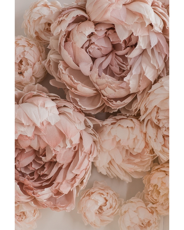 Soft blush peonies in delicate layered petals.