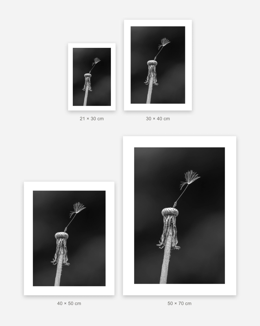 The Last Seed poster in 4 sizes, shown to scale: 21 × 30, 30 × 40, 40 × 50 and 50 × 70 cm