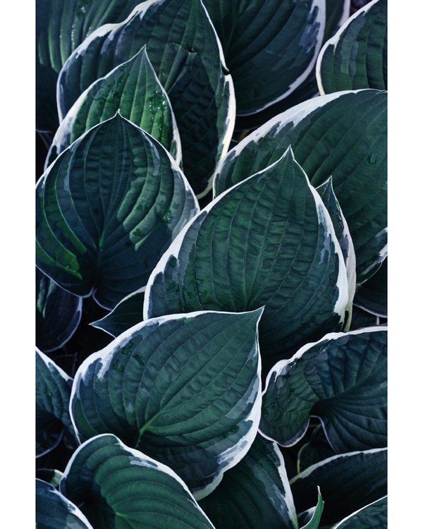 Close‑up deep green leaves with soft texture