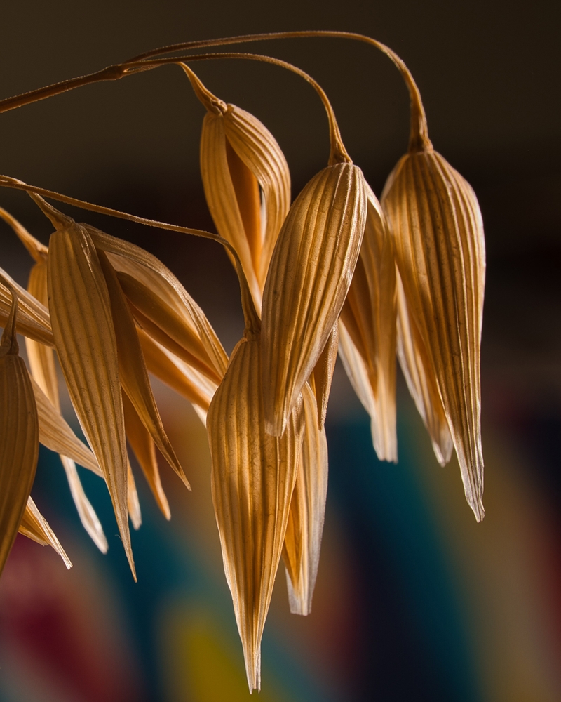 brown oats 