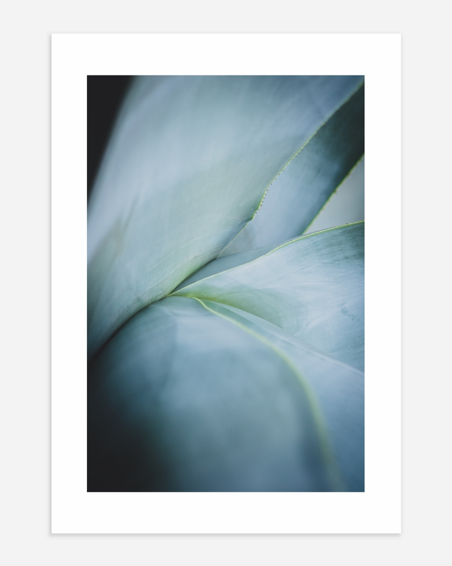 A poster of a Soft blue green succulent leaves in close up