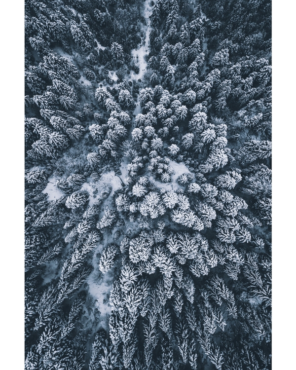 Snow covered forest seen from above in winter