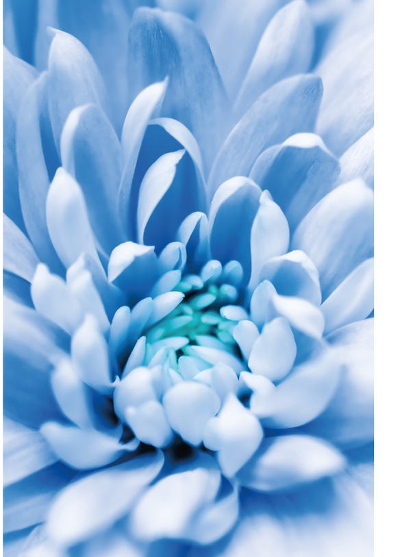 Close‑up blue flower with soft petals