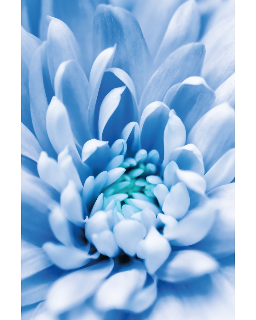 Close‑up blue flower with soft petals