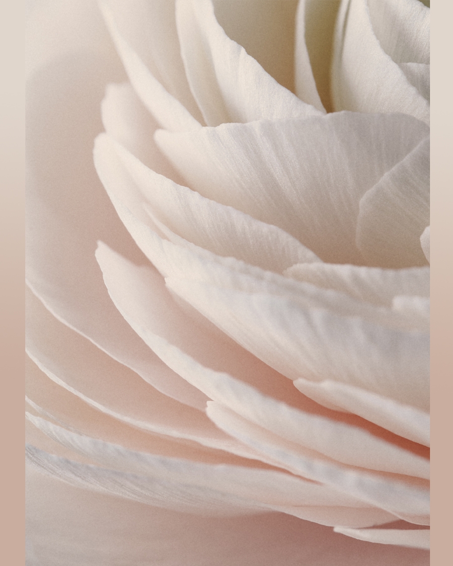 Close-up of layered soft white flower petals