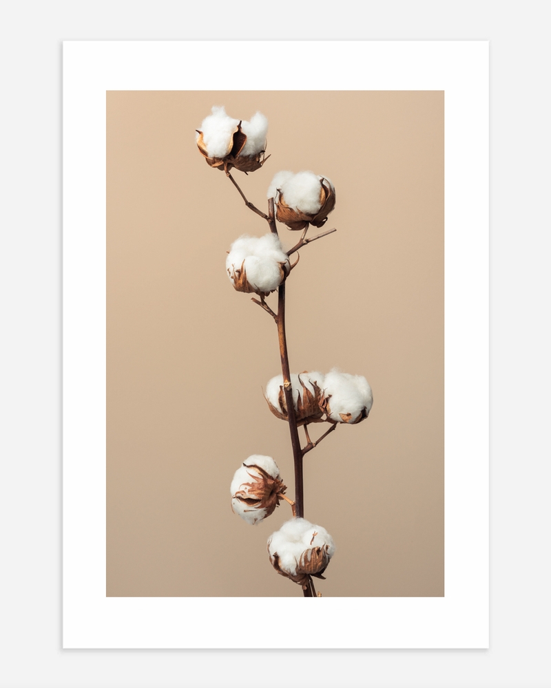 Branch of cotton tree