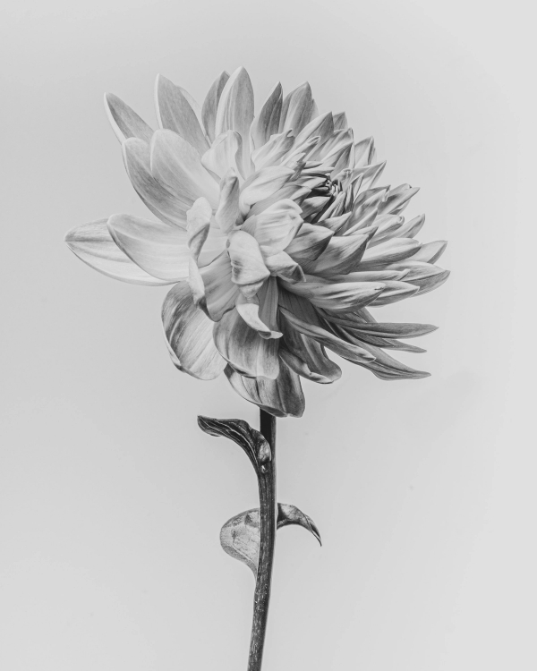 Black and white photograph of a single dahlia flower with a long stem on a light gray background