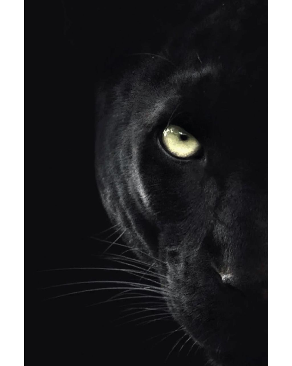 Black panther face emerging from dark shadows