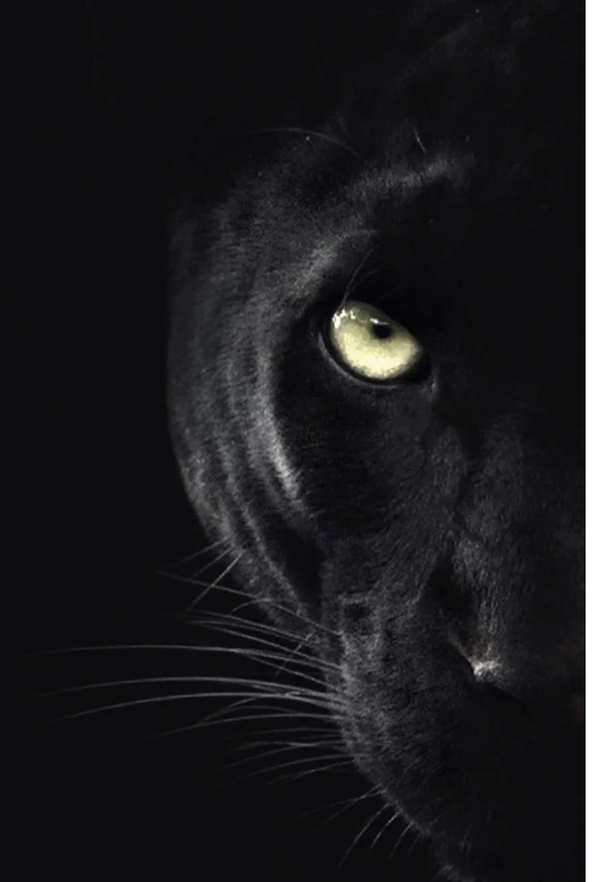 Black panther face emerging from dark shadows