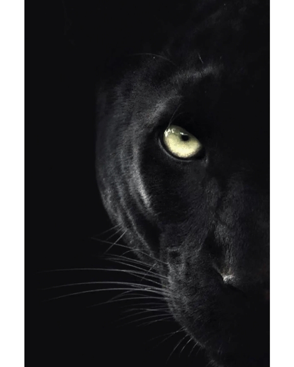 Black panther face emerging from dark shadows