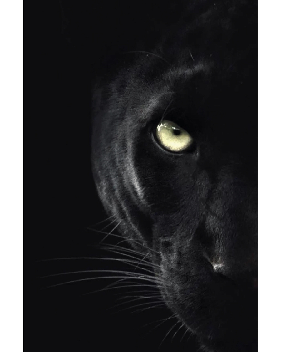 Black panther face emerging from dark shadows