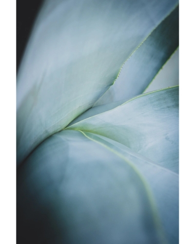 Soft blue green succulent leaves in close up