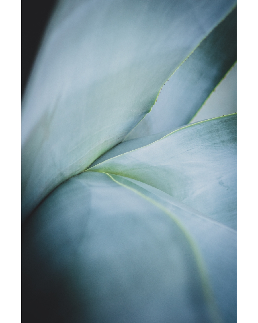 Soft blue green succulent leaves in close up