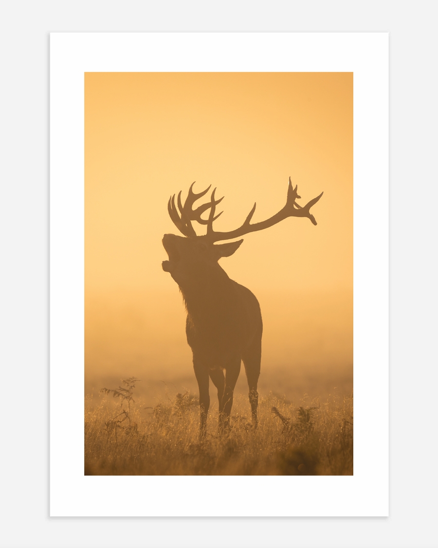 A poster of a Silhouetted deer standing in golden misty field
