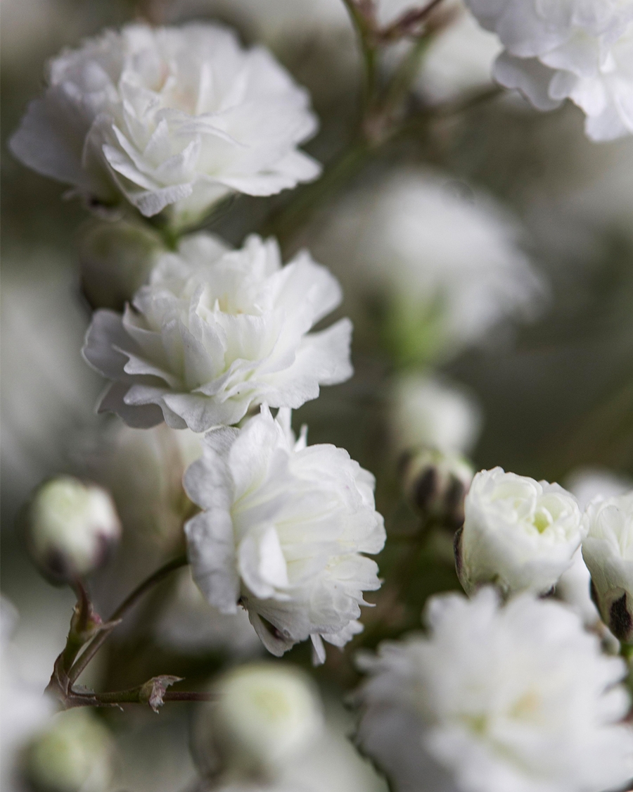 White flowers on tree