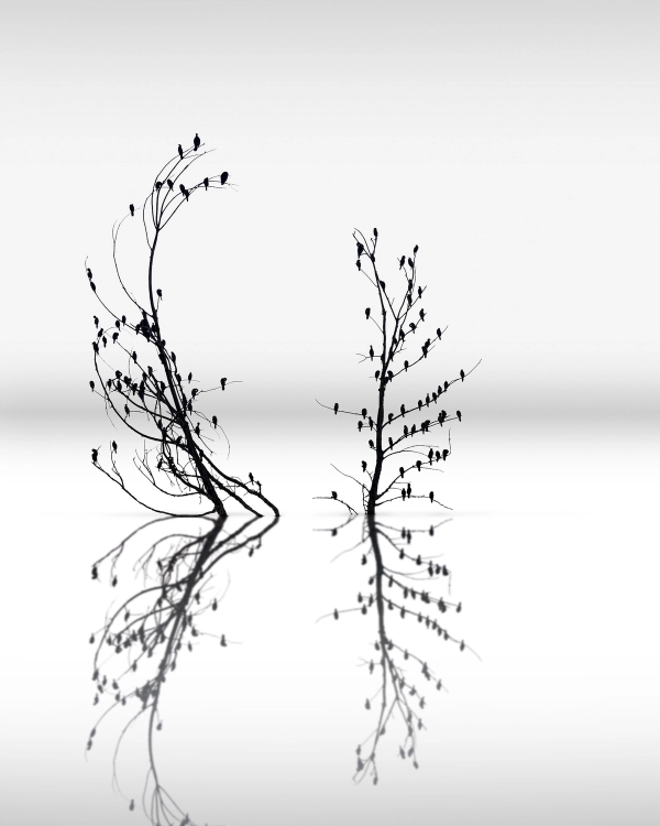 Black and white photo of birds in two bare trees mirrored in still water under a pale gray sky