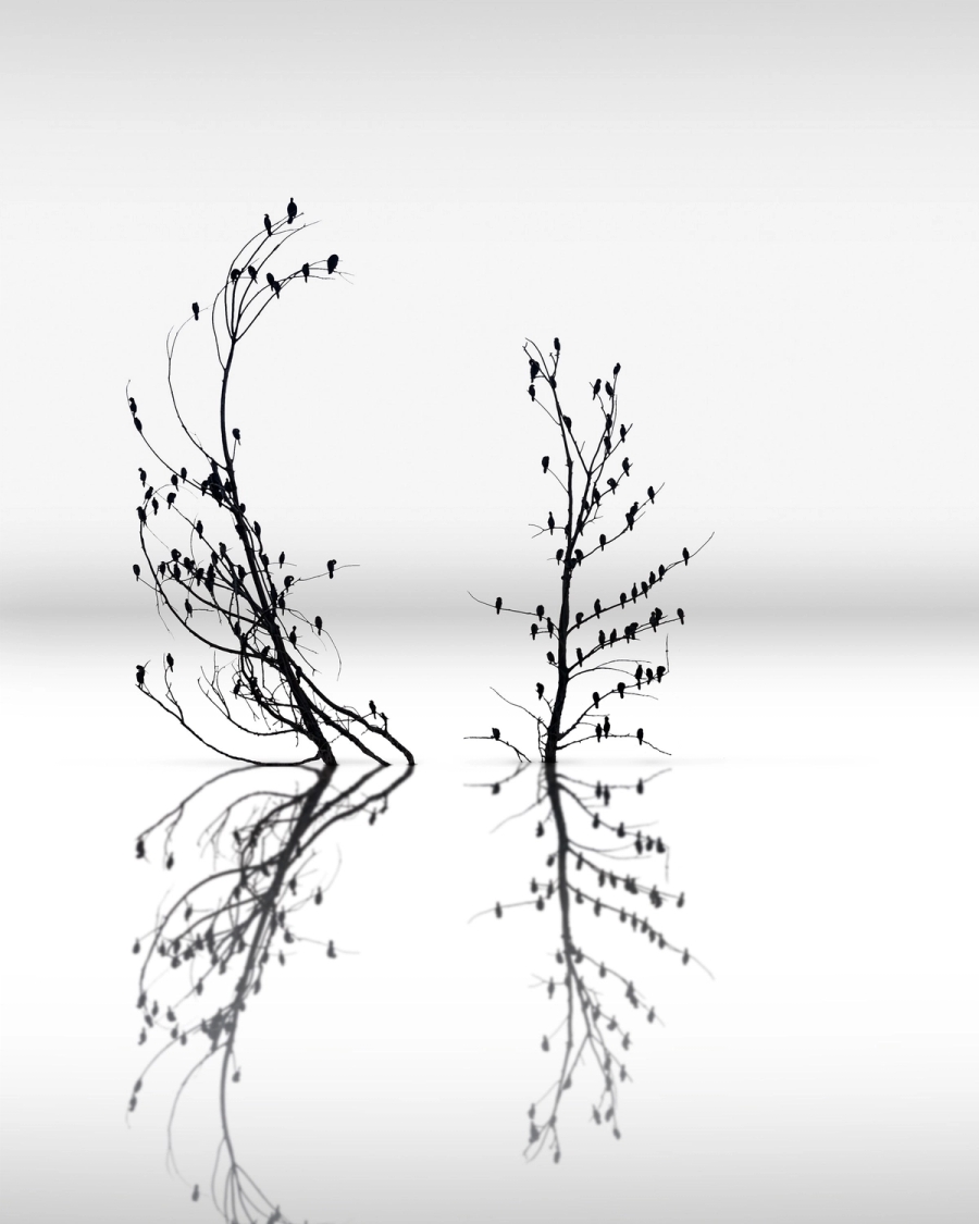 Black and white photo of birds in two bare trees mirrored in still water under a pale gray sky