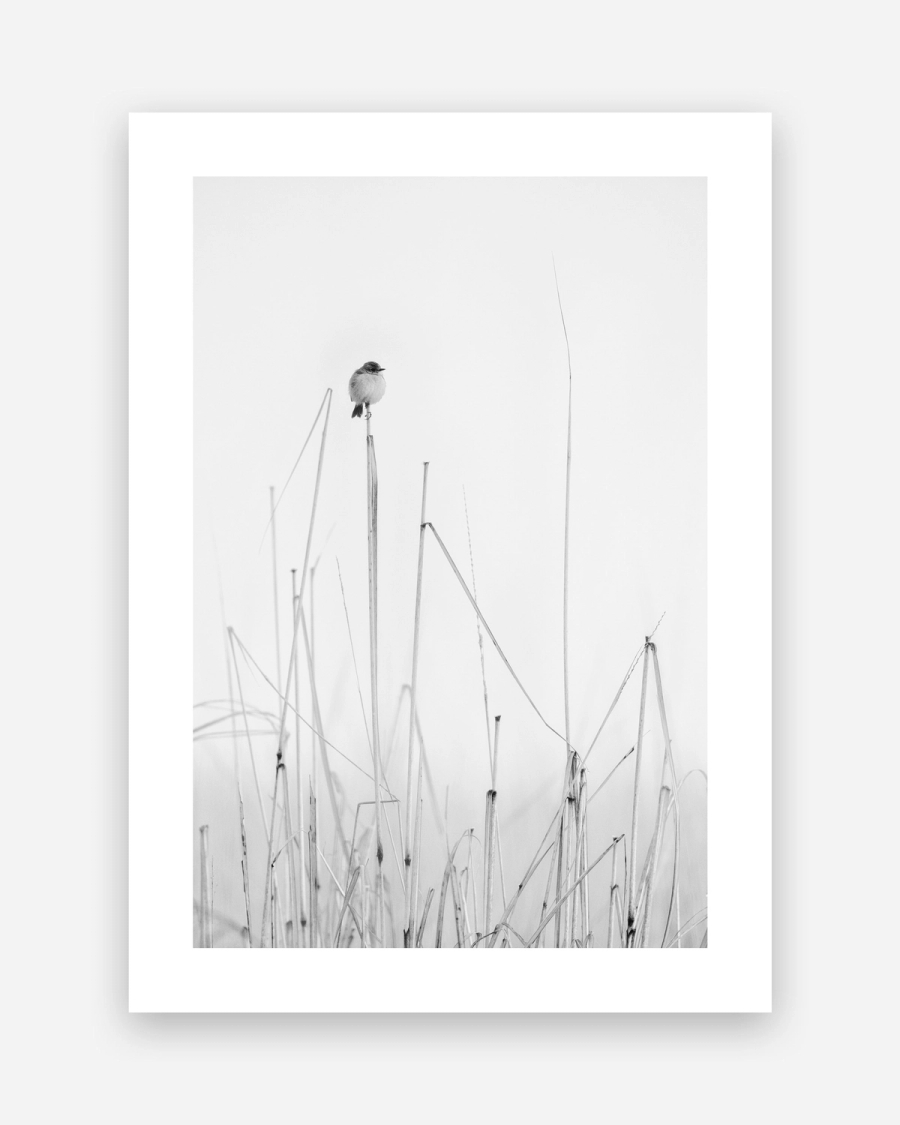 Perched Above the Reeds poster with a white border, unframed on a light gray background