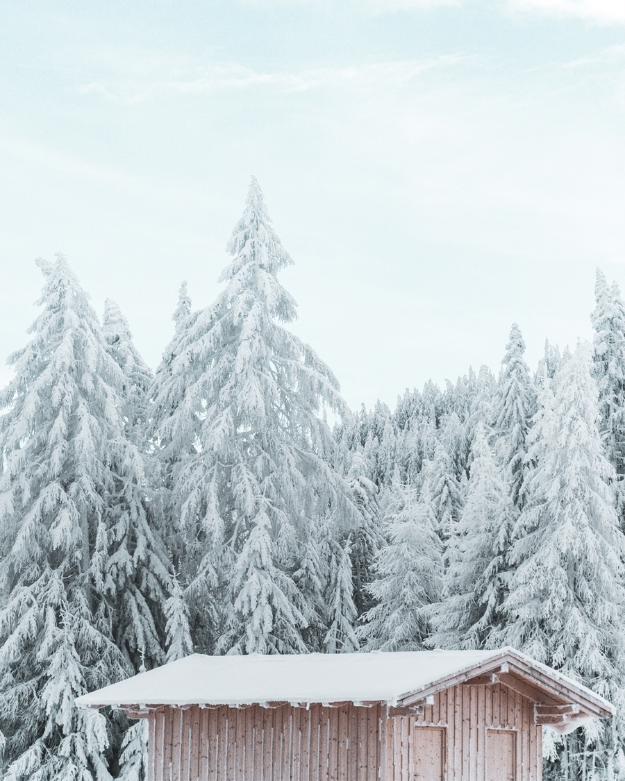 Snow-covered pine trees behind a wooden cabin