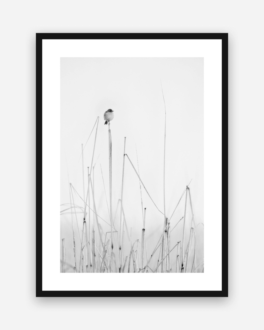 Perched Above the Reeds poster with a white border in a black frame