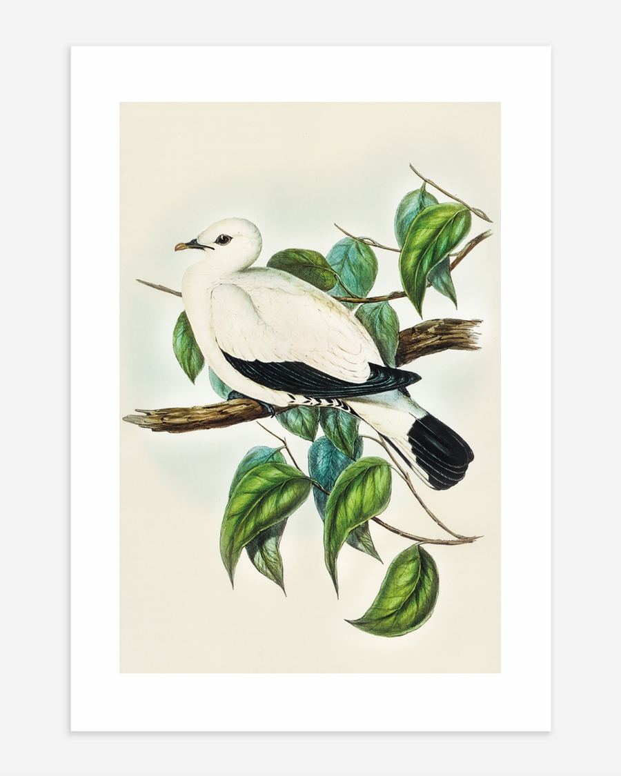 A poster of a Illustrated white bird resting on branch with leaves
