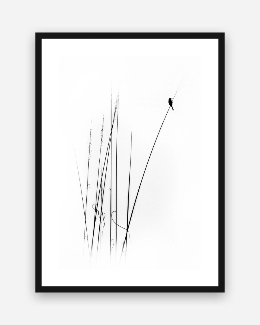 Bird on Reeds poster with a white border in a black frame