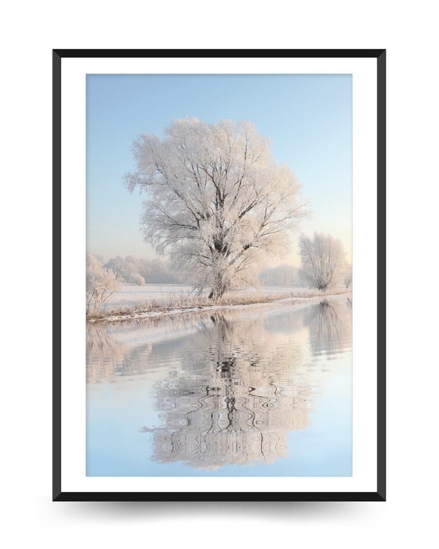 A poster of a Frost covered tree reflected in calm winter water