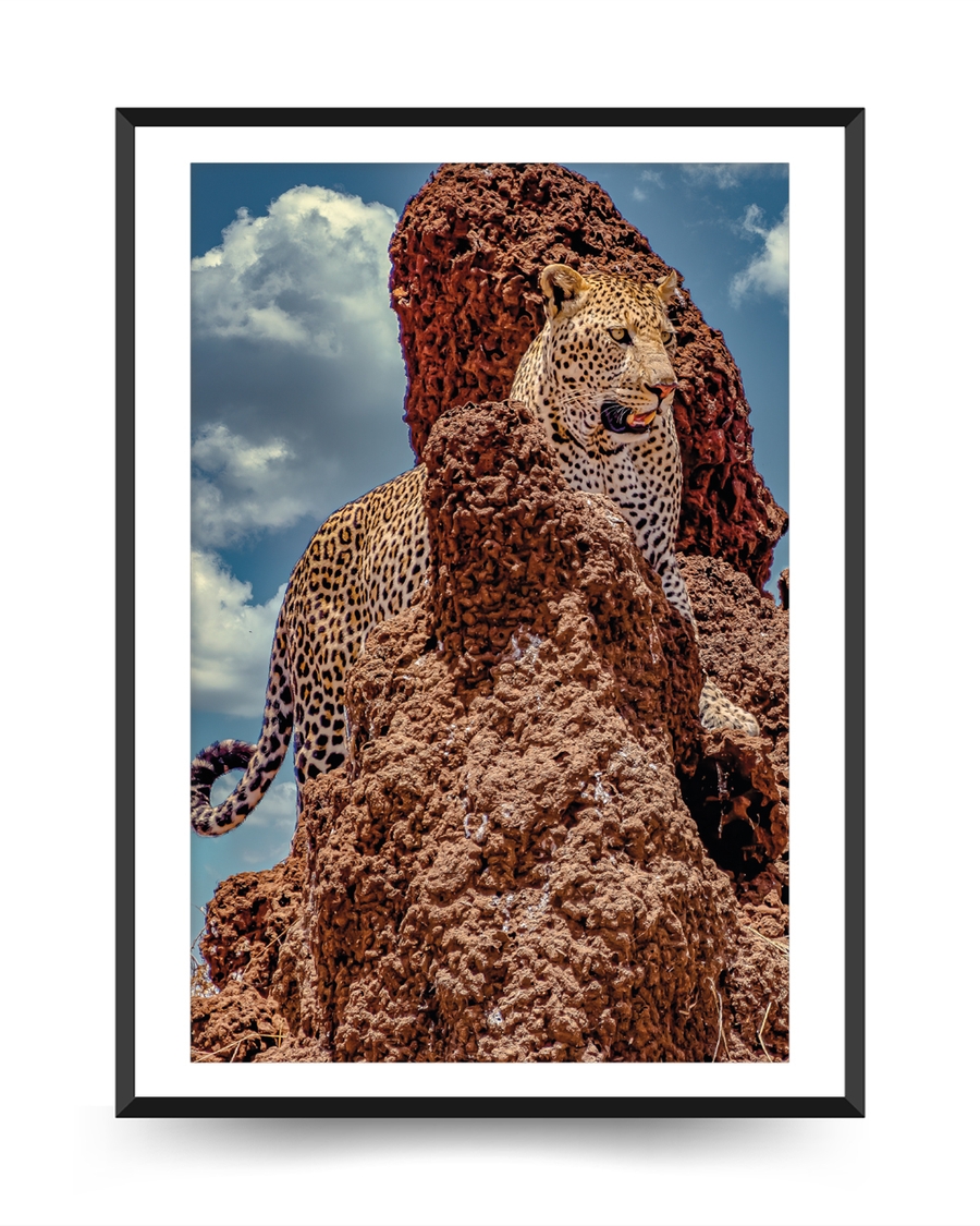 A poster of  a Leopard standing on rugged rocks under sky