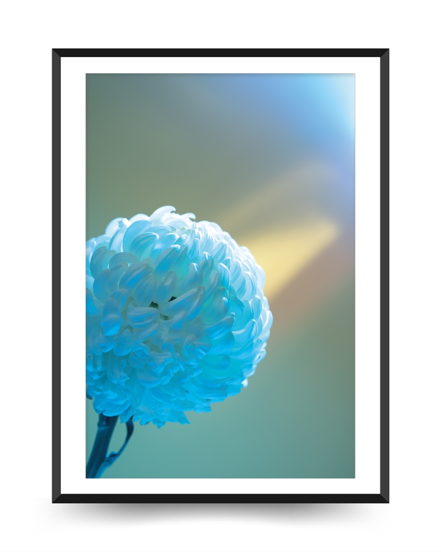 A poster of a Close up blue chrysanthemum flower with soft light background
