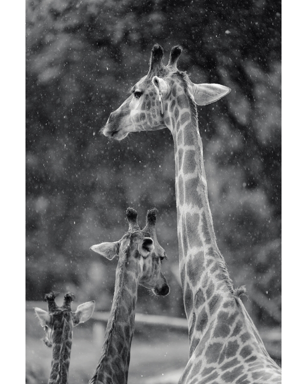 Giraffes standing in falling snow with soft blurred background