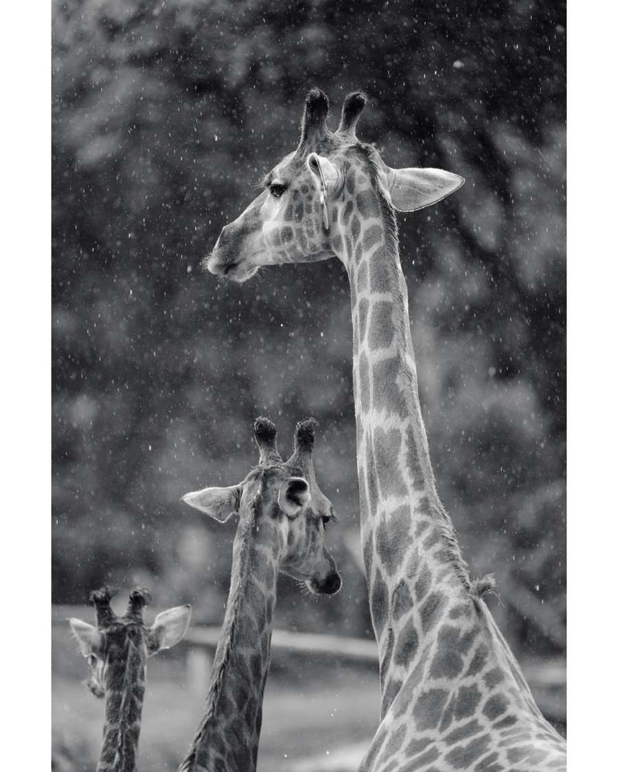 Giraffes standing in falling snow with soft blurred background